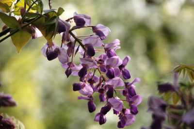 W-brachybotrys-Okyama-k.jpg