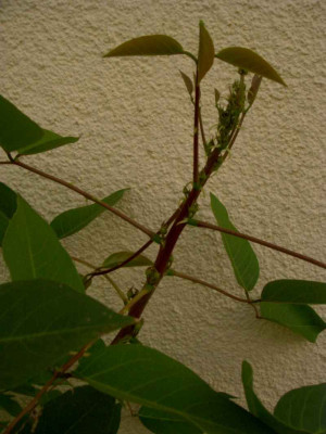 Erythrina270807kl.jpg