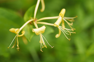 lonicera_caprifolium.jpg
