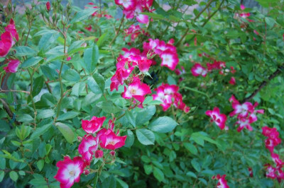 DSC_0037.JPG
