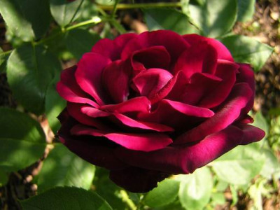 Rose_du_Roi1a.JPG