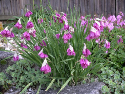 Allium insubricum.JPG