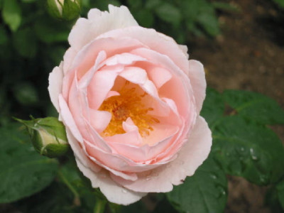 Prioress_Erste_Bluete_2007.jpg