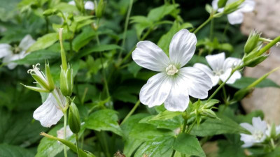 Geranium Silverwood.jpg