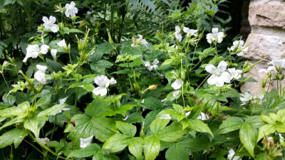 Geranium Silverwood 2.jpg