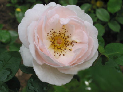The_Prioress_im_Verbluehen.jpg