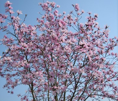 Sternmagnolie_April08.jpg