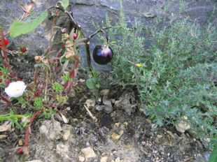 Aubergine_2.jpg