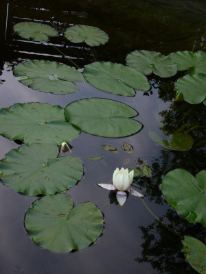 Seerose f.JPG