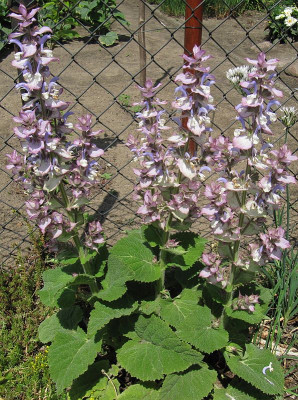IMG_0525_Salvia_sclarea_16Juni2020_.jpg