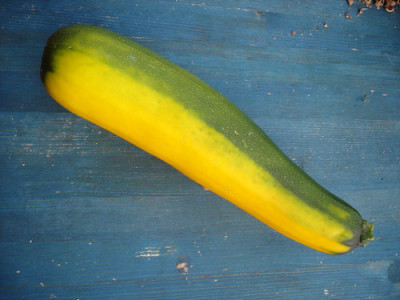 zucchini1.jpg