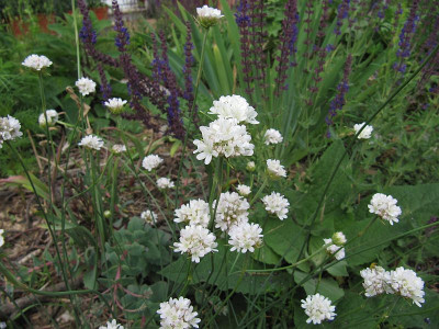 IMG_0508_Armeria_villosa_16Juni2020_.jpg