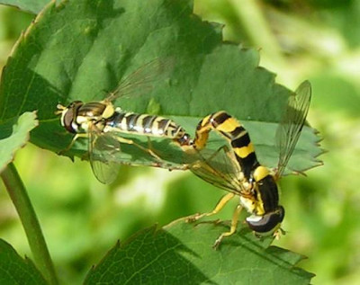 Sphaerophoria_scripta_-_Gemeine_Langbauchschwebfliege_00.jpg