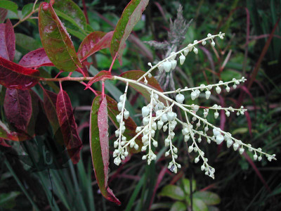 oxydendrum_arboreum_3.jpg