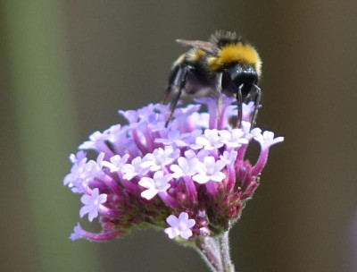 Dunkle Erdhummel 2020-06-18.jpg