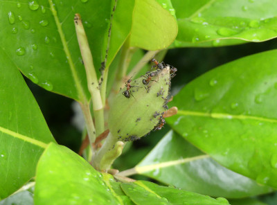 2020-06-18 Magnolia 'Maryland'.jpg