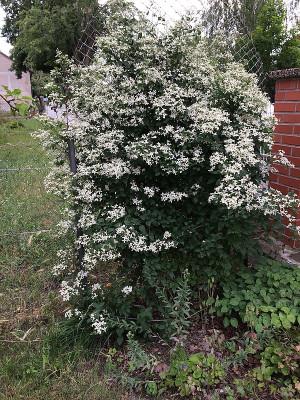 2020-06-18 Clem. mandshurica nana.jpg