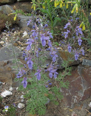 IMG_0541_Teucrium_orientale_18Juni2020_.jpg