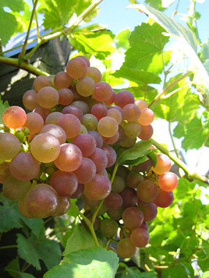 wein_8456.jpg