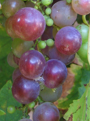 wein_reif.jpg