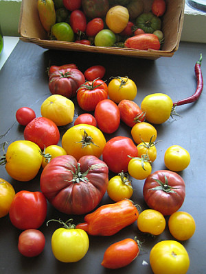 tomaten_8461.jpg