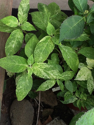 2020-06-18 Hydr. serrata Fuji Snowstorm.jpg