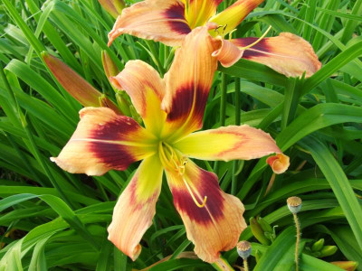 2020_0320JuniRosenRosen0163.JPG