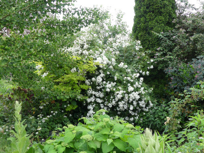 2020-06-18 Rosen 'Guirlande d'Amour' 1.jpg