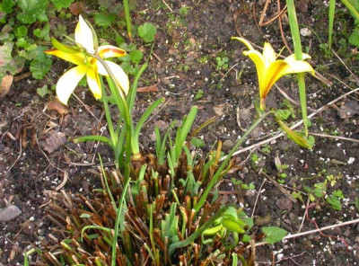 Hemerocallis_minor_Rebloom.jpg
