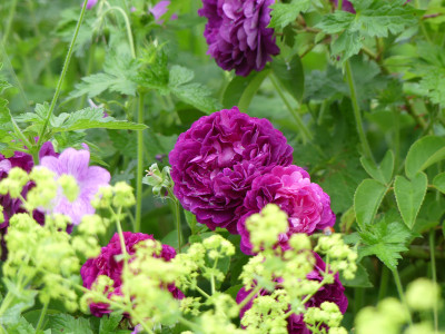 2020-06-18 Rosen 'La Negresse' 1.jpg