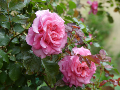2020-06-18 Rosen 'Wiesenburger Parkprinzesschen' 1.jpg