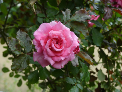 2020-06-18 Rosen 'Wiesenburger Parkprinzesschen' 2.jpg