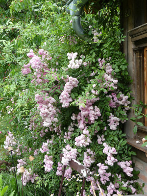2020-06-18 Rosen 'Witzenhausen' 2.jpg