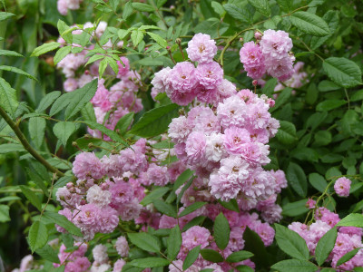 2020-06-18 Rosen 'Witzenhausen' 3.jpg