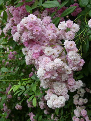 2020-06-18 Rosen 'Witzenhausen' 4.jpg