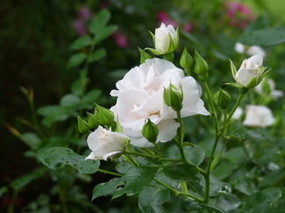 2020-06-18 Rosen 'Aspirin' 1.jpg
