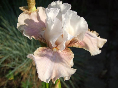 2020_0320JuniRosenRosen0005.JPG