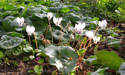 Cyclamen_hederifolium.jpg