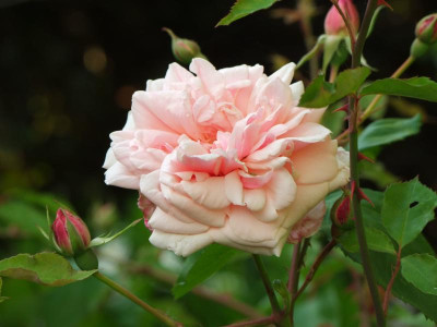 2020_0320JuniRosenRosen0130.JPG