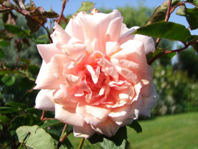 2020_0320JuniRosenRosen0042.JPG