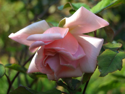 2020_0320JuniRosenRosen0044.JPG