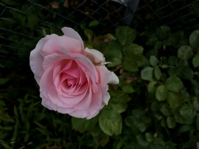 10FB10C3-21DE-4F9C-A516-91B1C5869D13.jpeg