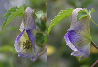 IMG_31678_eAconitum_volubile.JPG