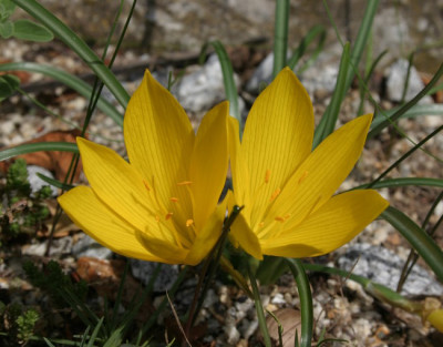 IMG_3161_eSternbergia_lutea_var_angustifolia.JPG