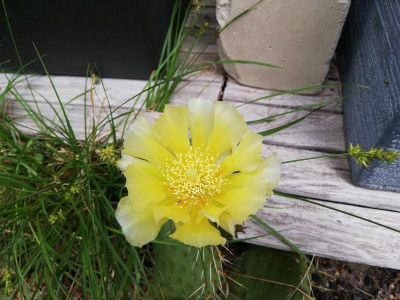 IMG_20200619_113815.jpg