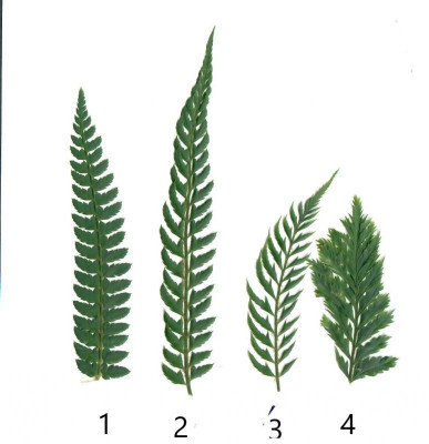 2020_Polystichum_Vergleich.jpg