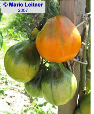 comp_Beuteltomate_aus_ElSalvador.jpg