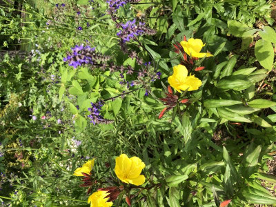 IMG_3296.jpeg