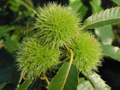 castanea_sativa_001.jpg