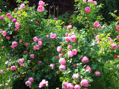 2020_0320JuniRosenRosen0002.JPG